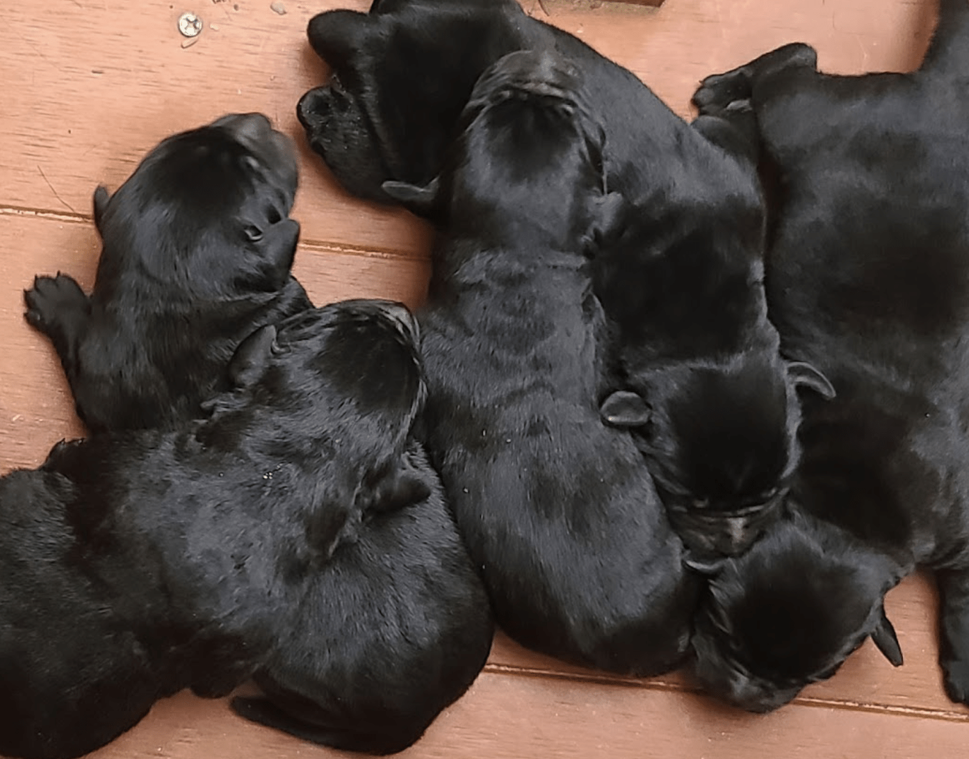 labs, Labradors